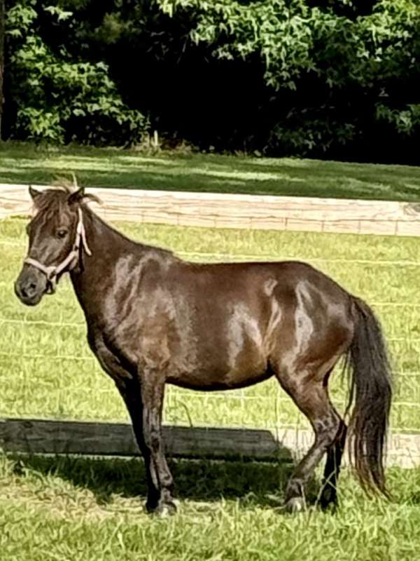bay-experienced-trained-horse