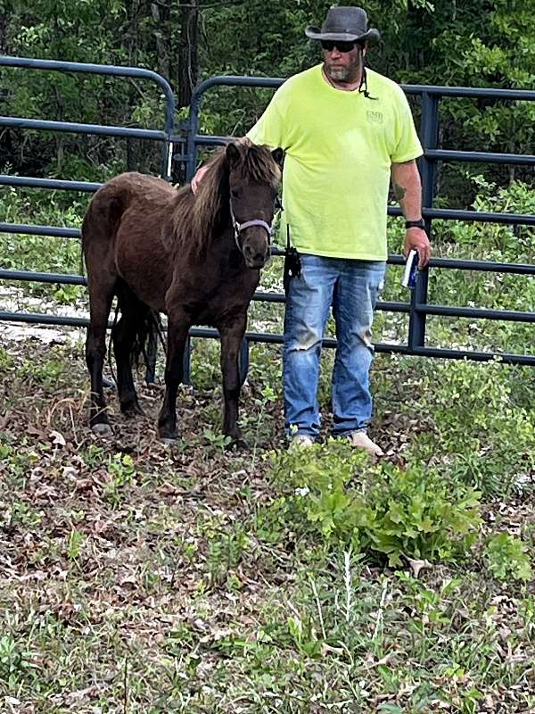 experienced-trained-male-mare