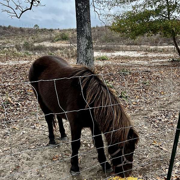 bay-male-mare-for-sale