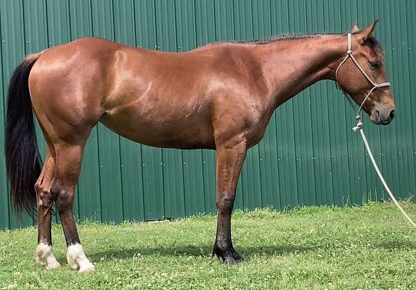 stopper-quarter-horse