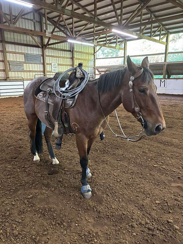 all-around-quarter-horse