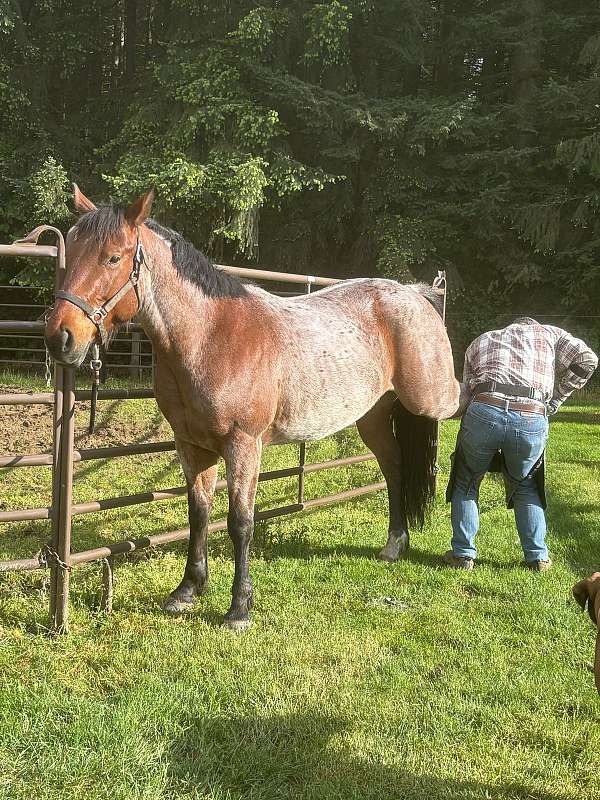 barrel-quarter-horse