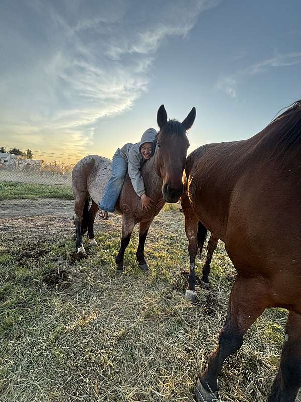 drill-team-quarter-horse