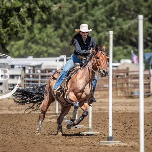beginner-quarter-horse