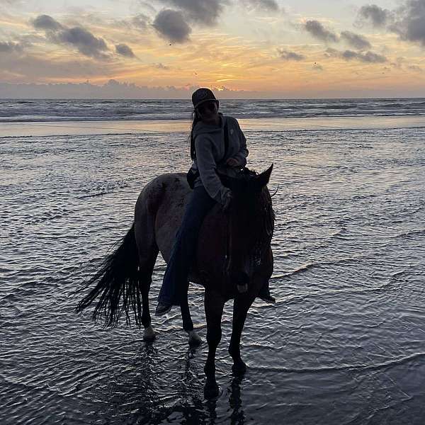 all-quarter-horse