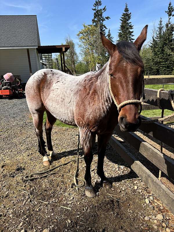 amazing-quarter-horse