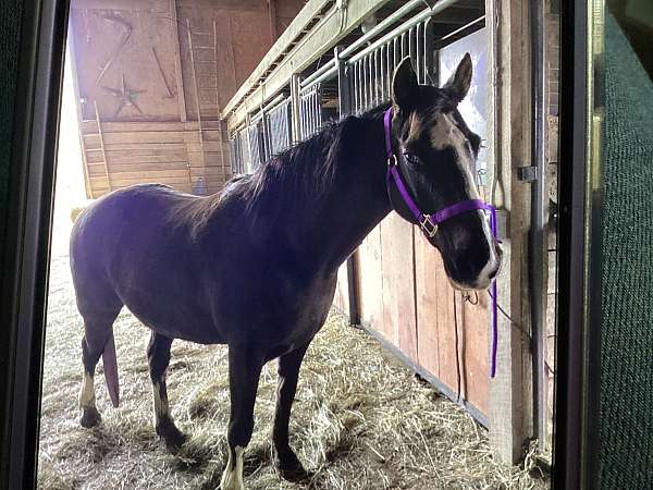 liberty-missouri-fox-trotter-horse