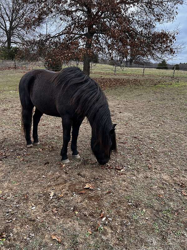 black-small-white-on-forehead-horse