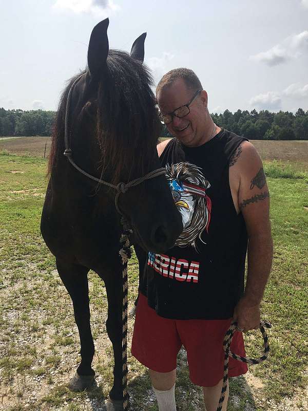 small-white-on-forehead-horse