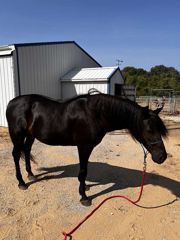 athletic-morgan-horse