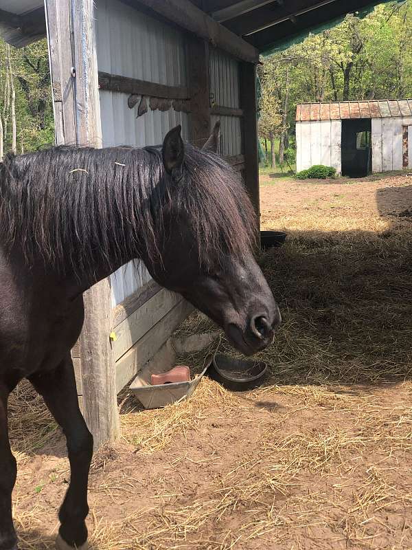 longe-line-morgan-horse