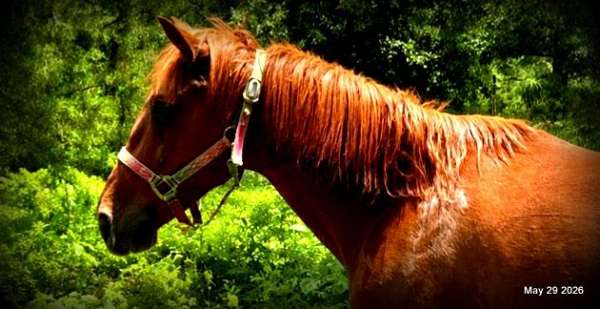 relaxed-paso-fino-horse