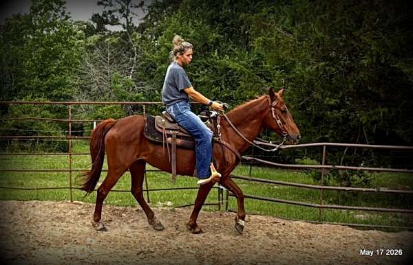 smooth-gait-paso-fino-horse