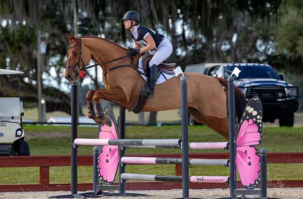 show-e-warmblood-horse