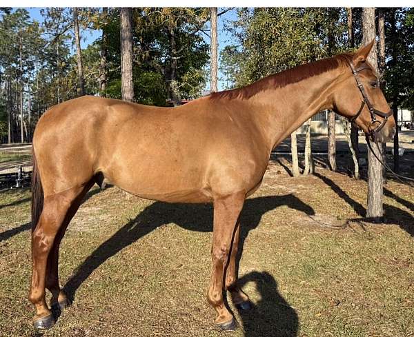 beginners-warmblood-horse