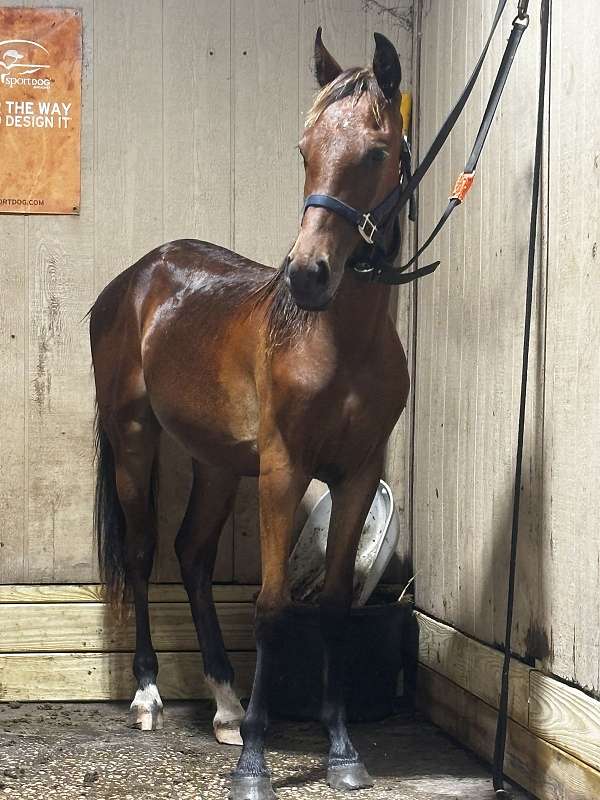 tennessee-walking-gelding