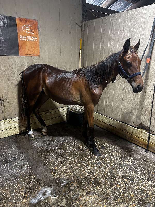 tennessee-walking-horse-for-sale
