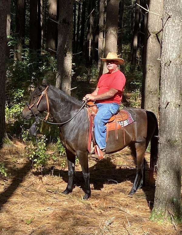 western-pleasure-walkaloosa-horse