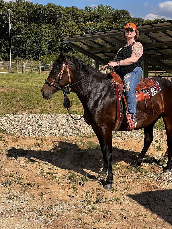 gaited-walkaloosa-horse