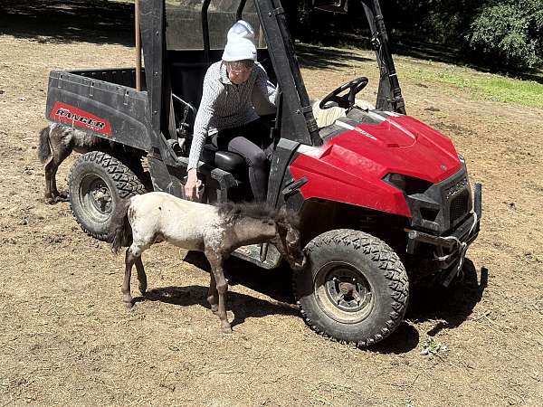 large-appaloosa-snow-cap-blanket-horse