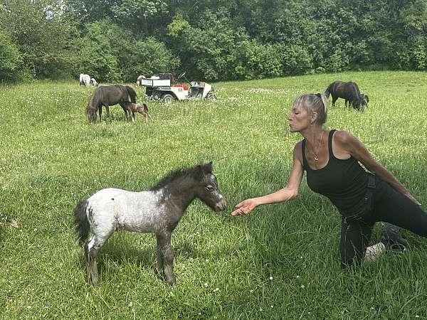 all-around-miniature-horse