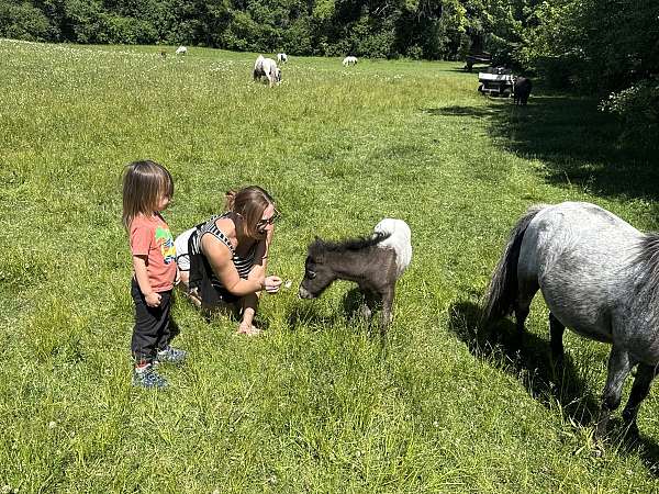 beginner-miniature-horse