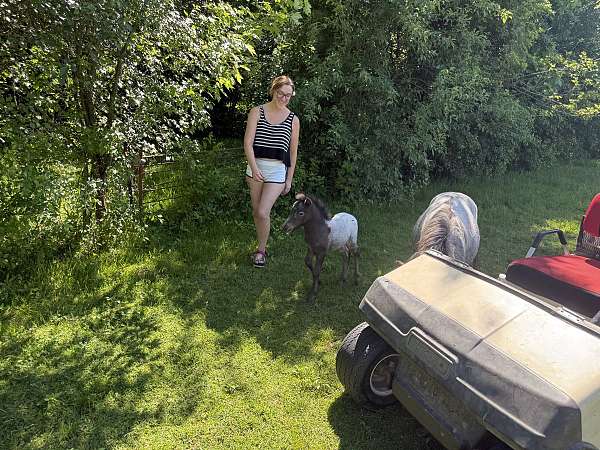 halter-miniature-horse