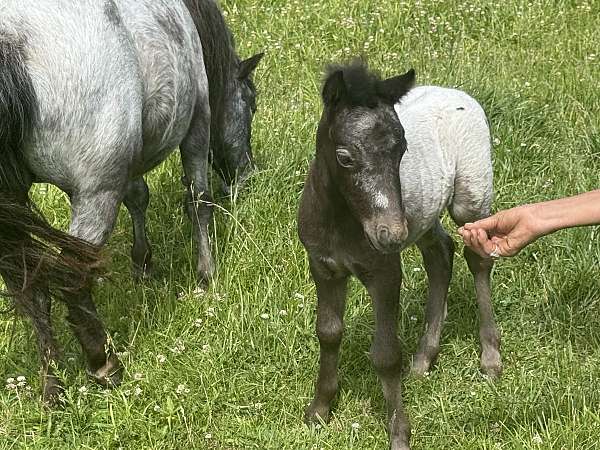 bug-colt