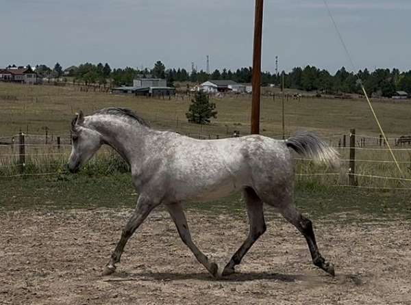 dressage-arabian-horse
