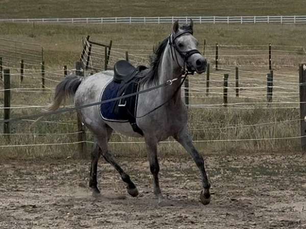 disposition-arabian-horse