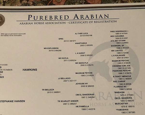 endurance-arabian-horse