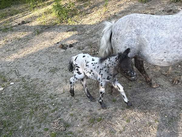 5-hand-white-horse