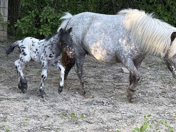 breeding-therapy-appaloosa-horse