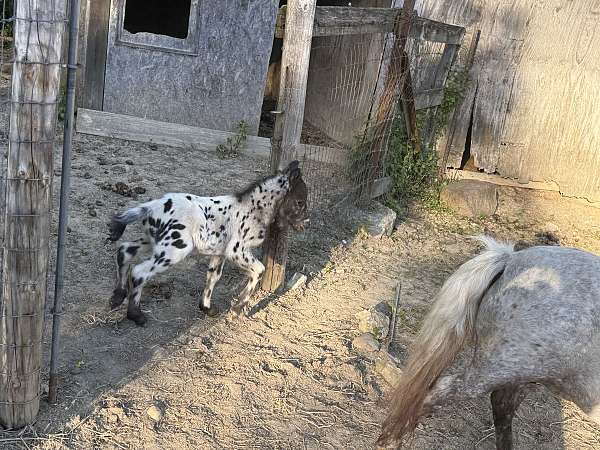 breeding-therapy-colt