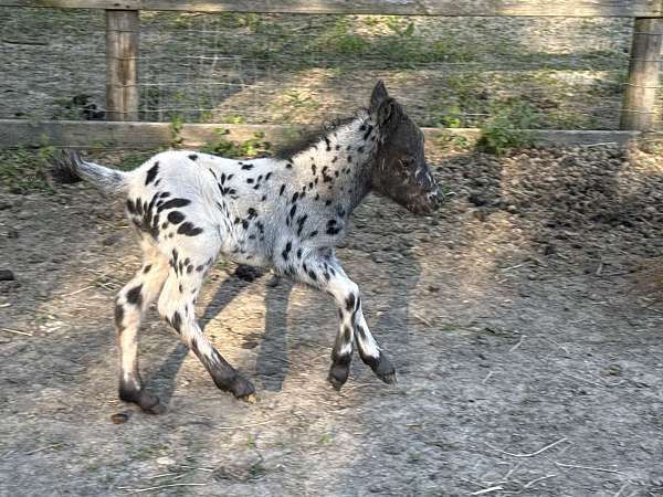 breeding-therapy-horse
