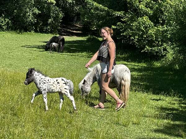 all-around-miniature-horse