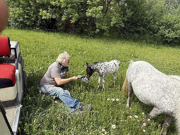white-miniature-colt