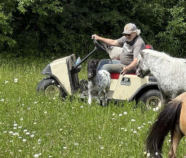 action-miniature-horse