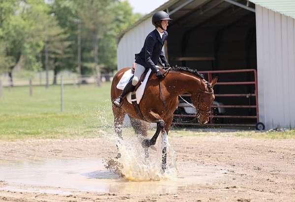 thoroughbred-horse