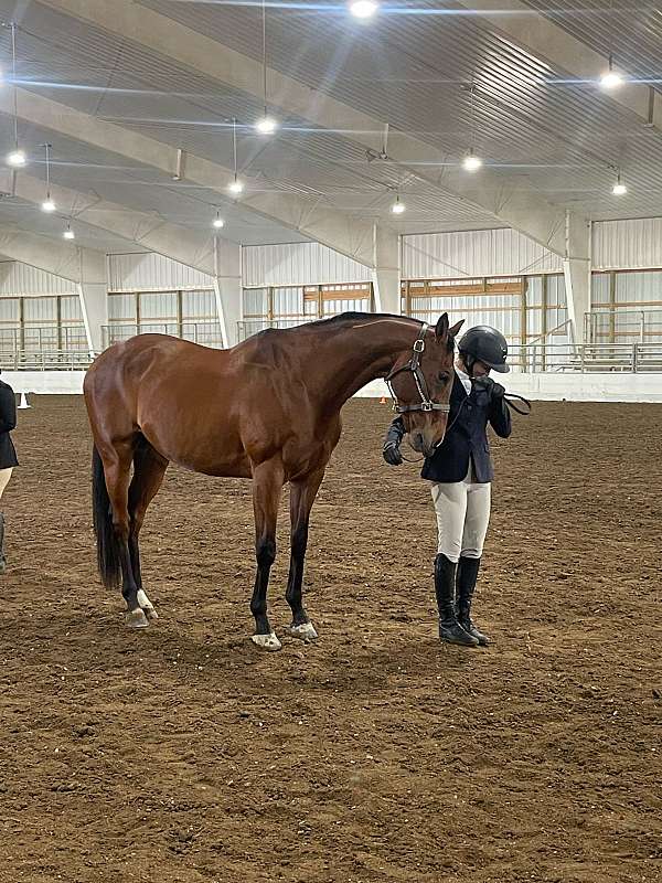 thoroughbred-gelding