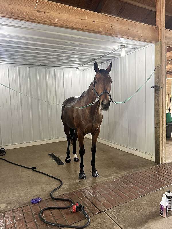 thoroughbred-horse-for-sale