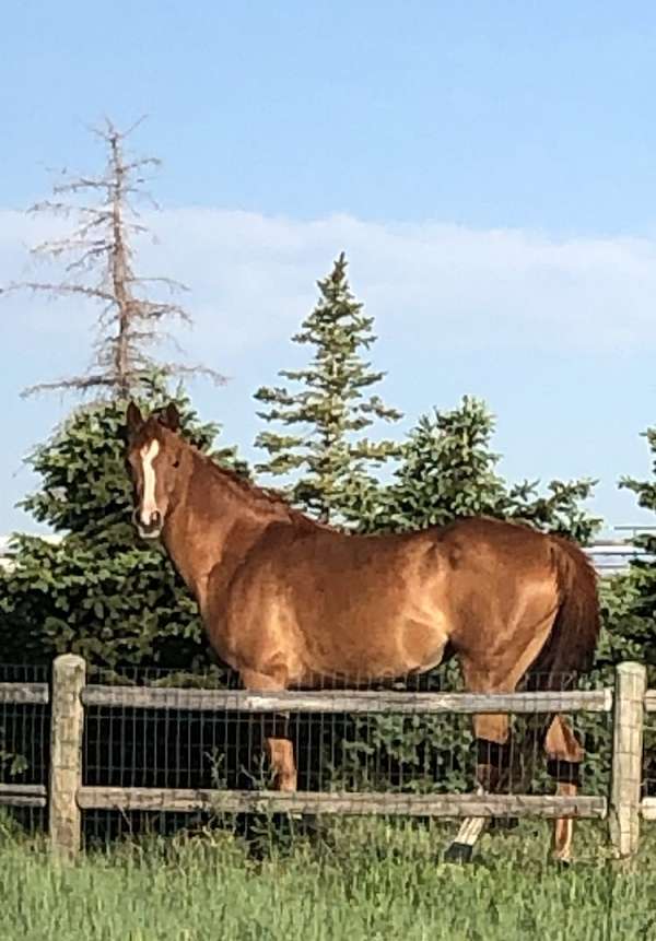 blaze-socks-horse