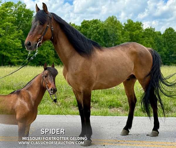 full-missouri-fox-trotter-horse