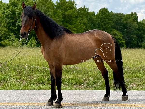 great-gelding-missouri-fox-trotter-horse