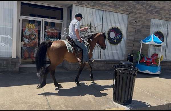 great-handle-missouri-fox-trotter-horse