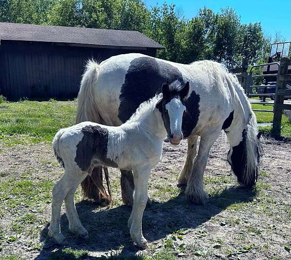 breeding-gypsy-vanner-horse