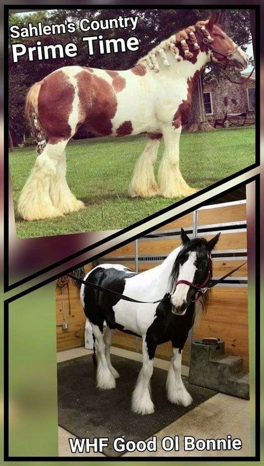 flashy-gypsy-vanner-horse