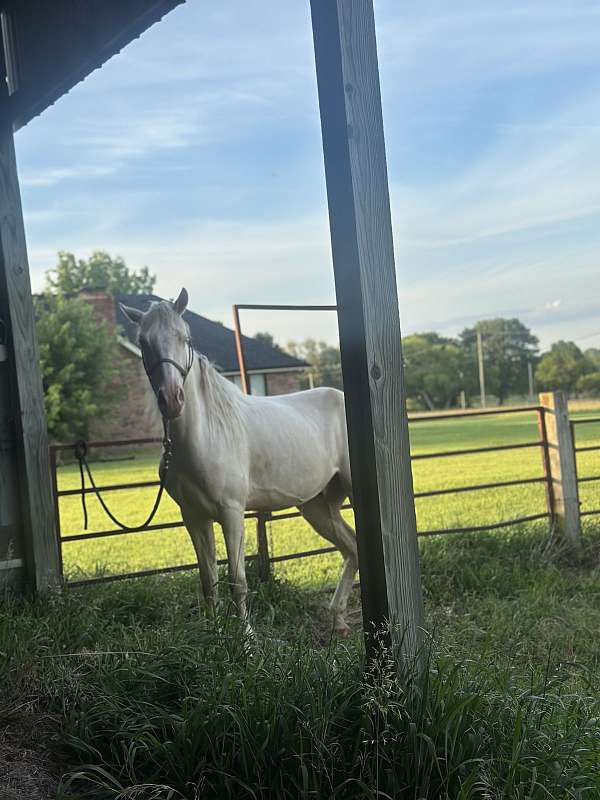 tennessee-walking-gelding