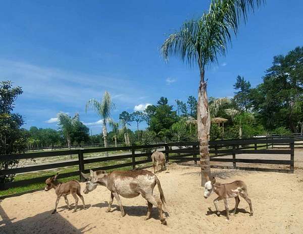 donkey-for-sale