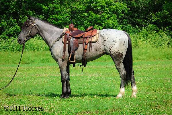 all-around-quarter-horse